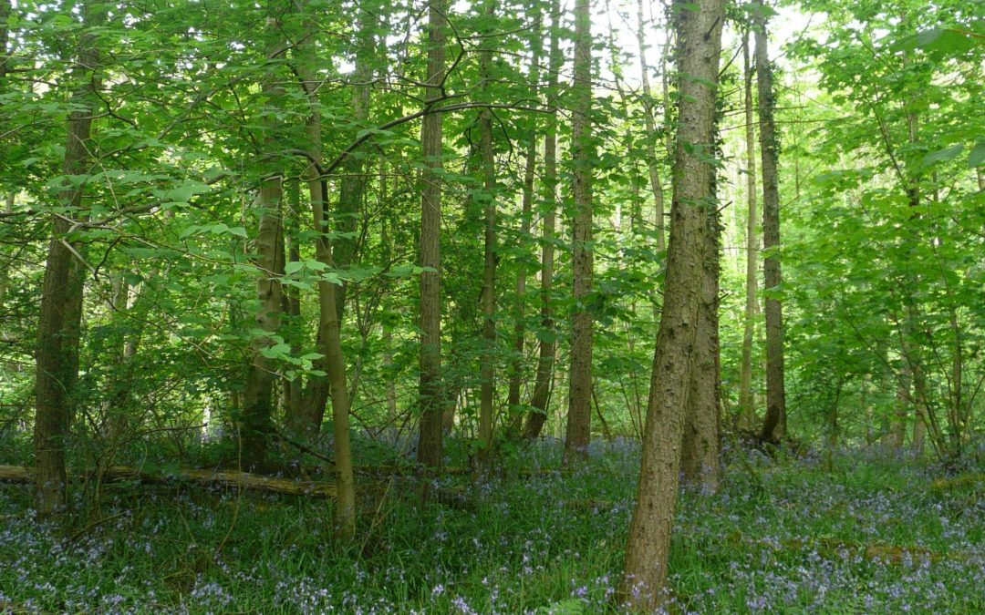 Bluebell Woods in North Yorkshire